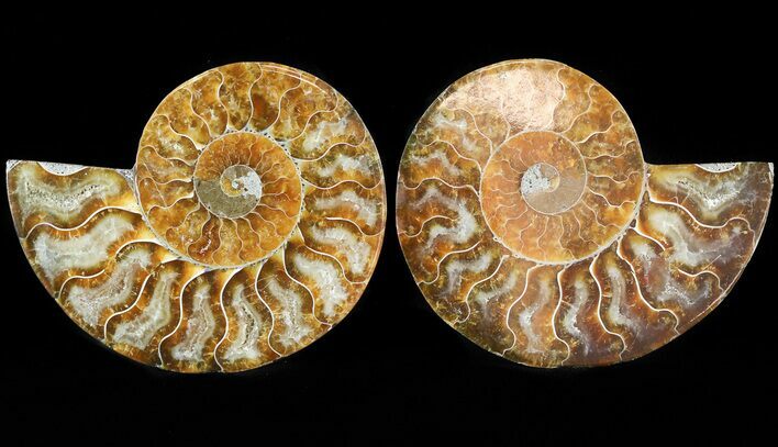 Sliced Fossil Ammonite Pair - Agatized #46511